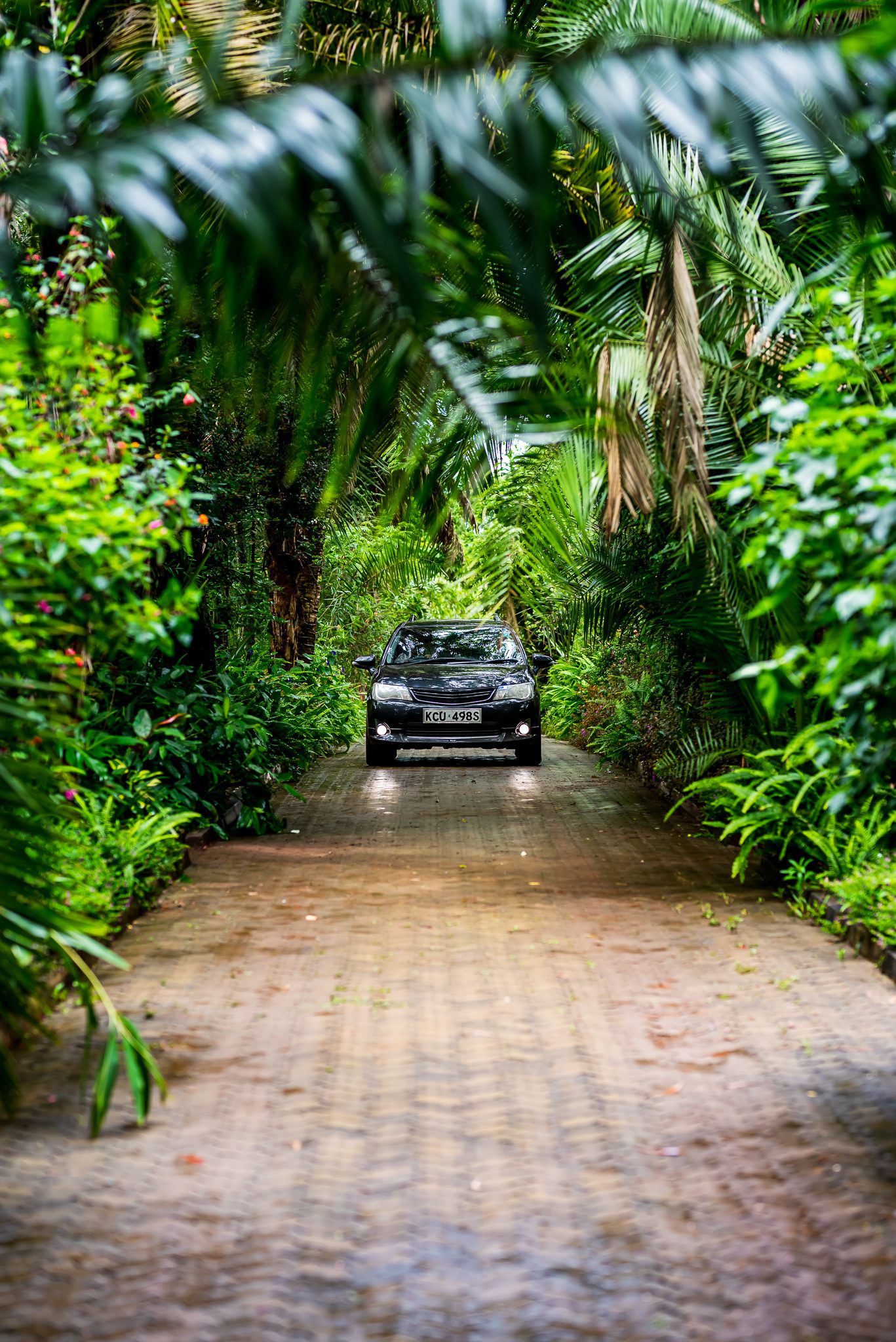 a black car drives on a brick road surrounded by jungle in Nairobi, Kenya